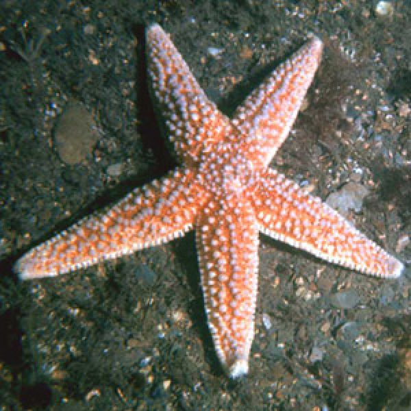 Helios Homeopathy - Asterias rubens